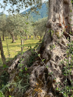 /album/galleria-di-foto/whatsapp-image-2025-10-12-at-15-18-51-jpeg1/